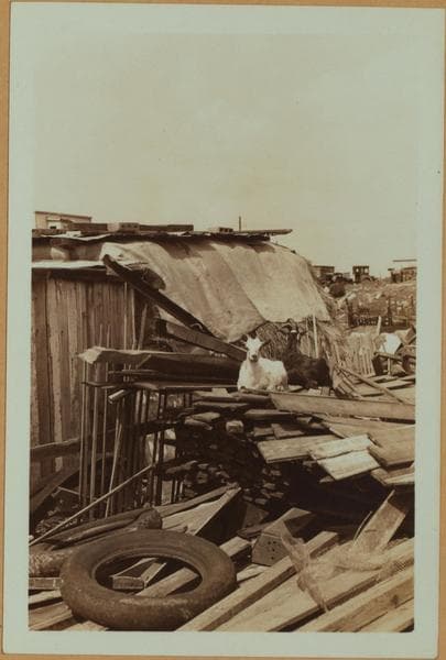 Farming in Brooklyn., 1934