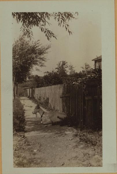 Farming on Staten Island, 1926–1932