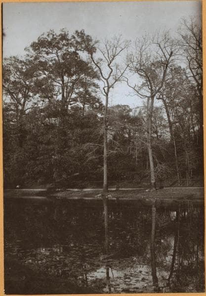 Bronx: Bronx Park - De Lancey's Pine., 1936