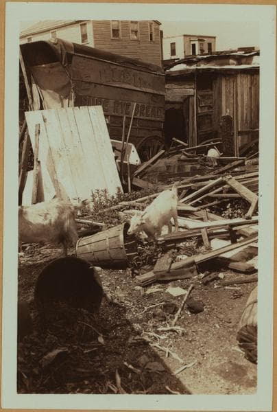 Farming in Brooklyn., 1934