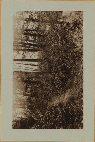 Forests on Staten Island