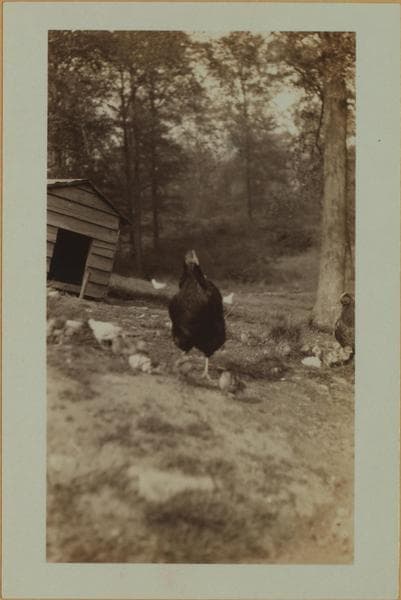 Farming on Staten Island, 1926