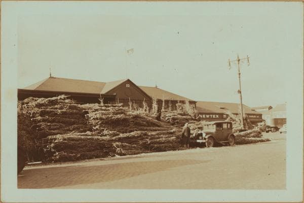 Occupations - Peddlers - Christmas trees., 1935
