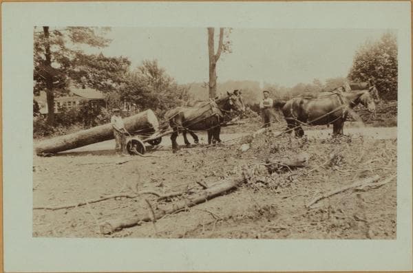 Lumbering on Staten Island., 1924