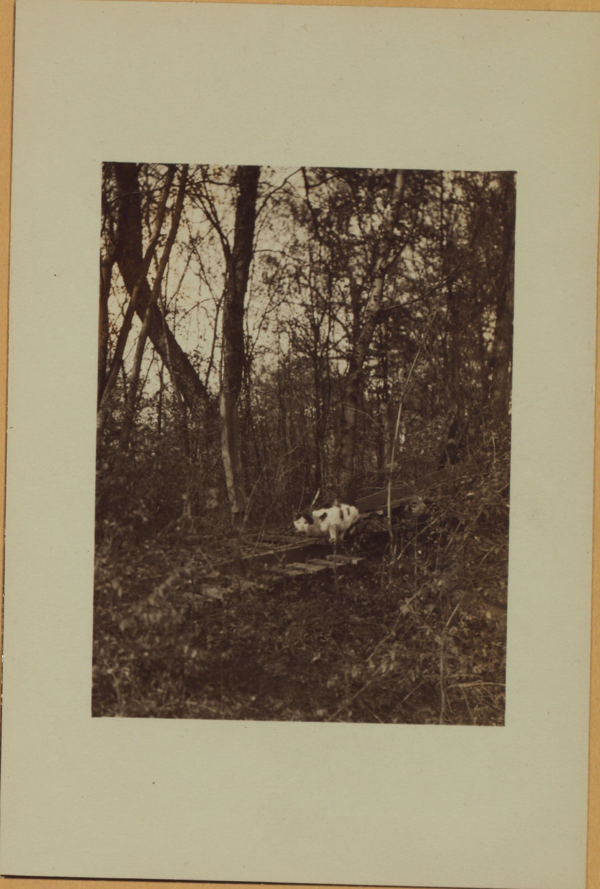 Richmond: Hall Avenue - Willowbrook Road