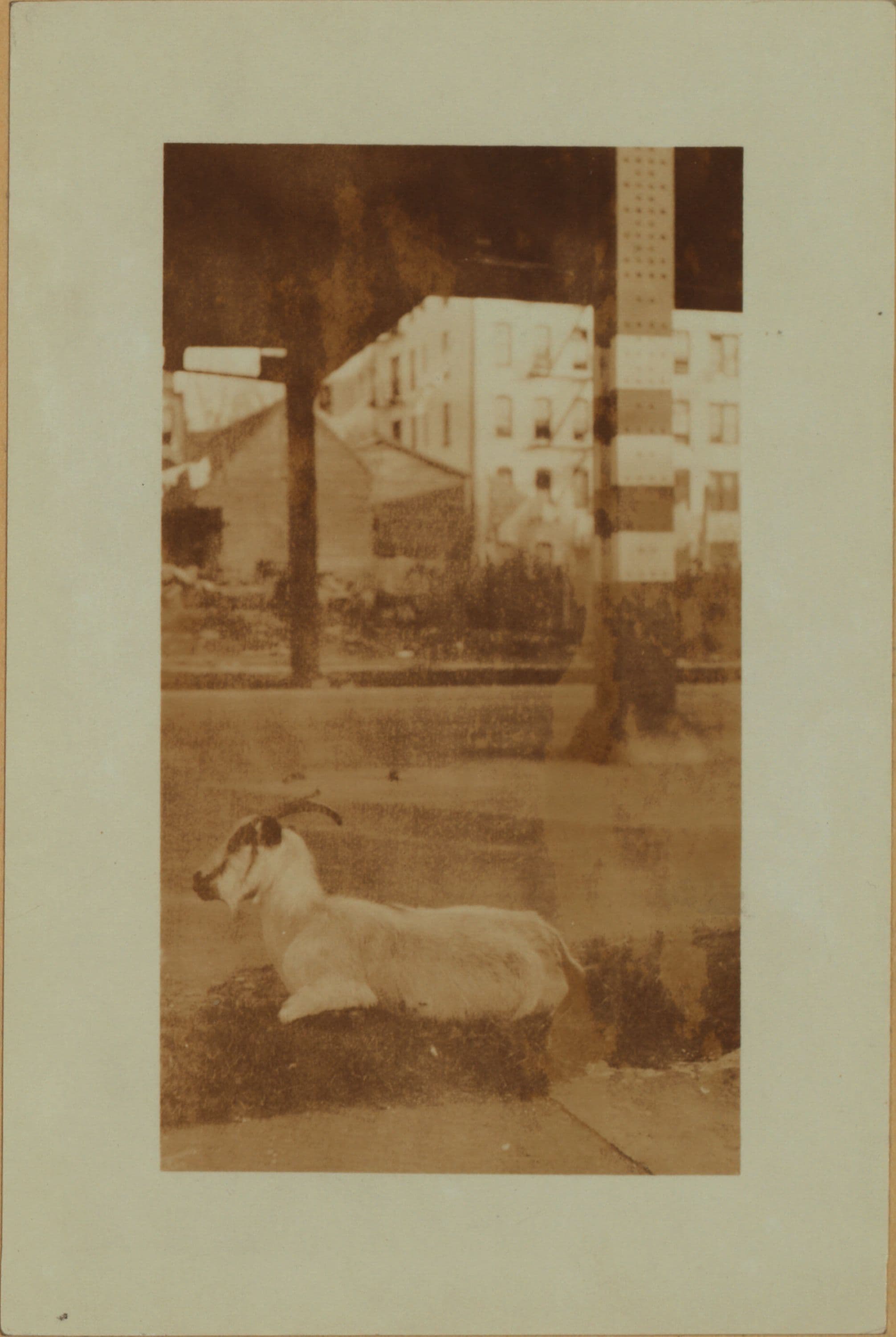 Farming in the Bronx.