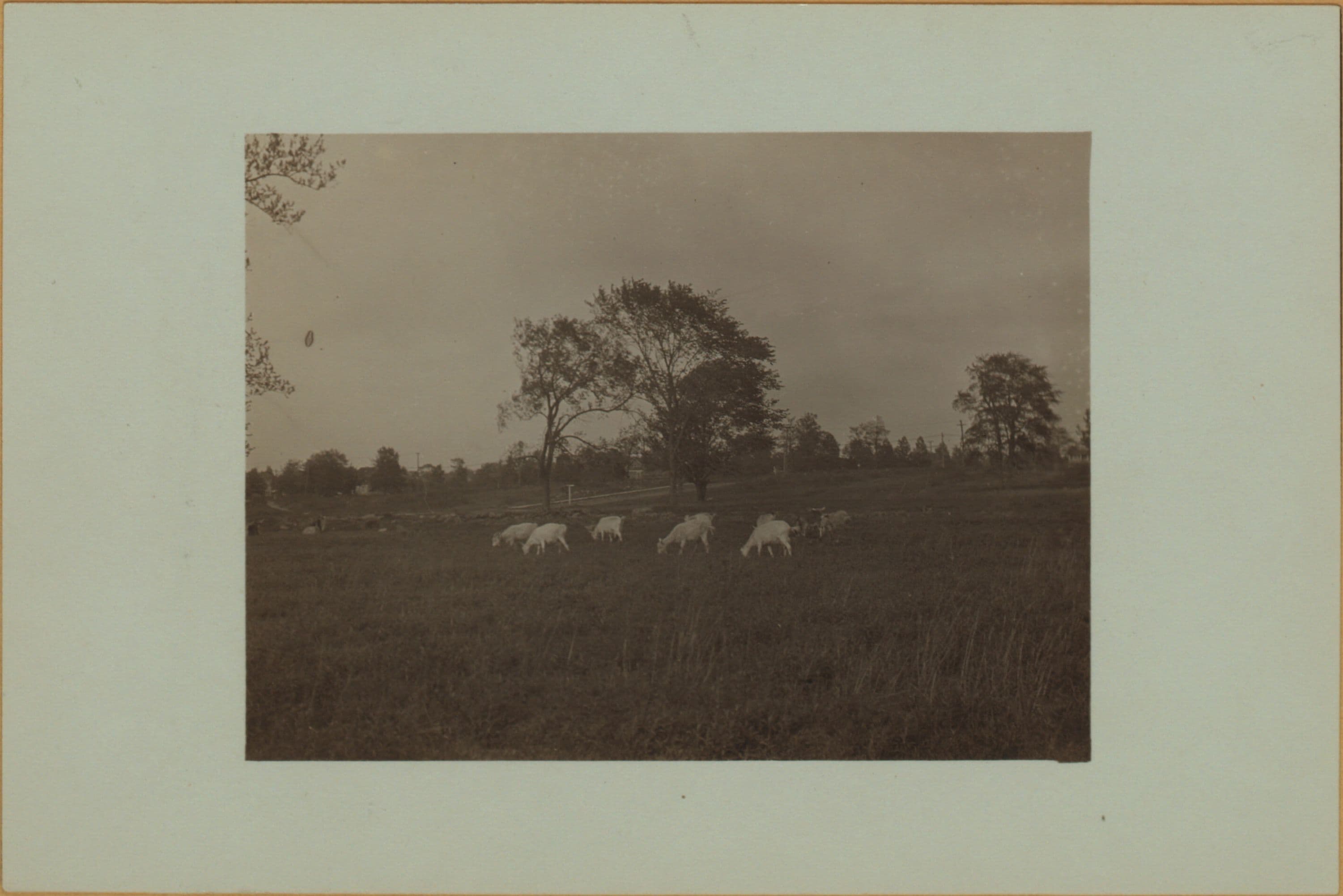 Farming on Staten Island