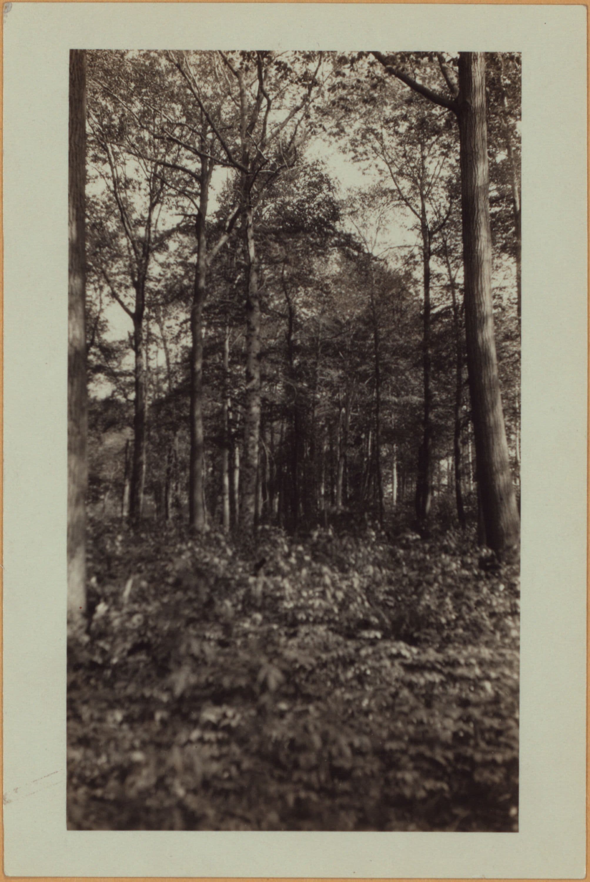 Richmond: Clove Road - Fingerboard Road